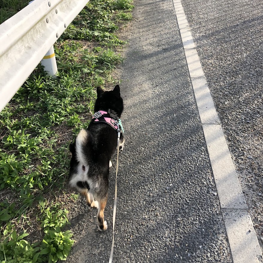 柴犬が散歩している