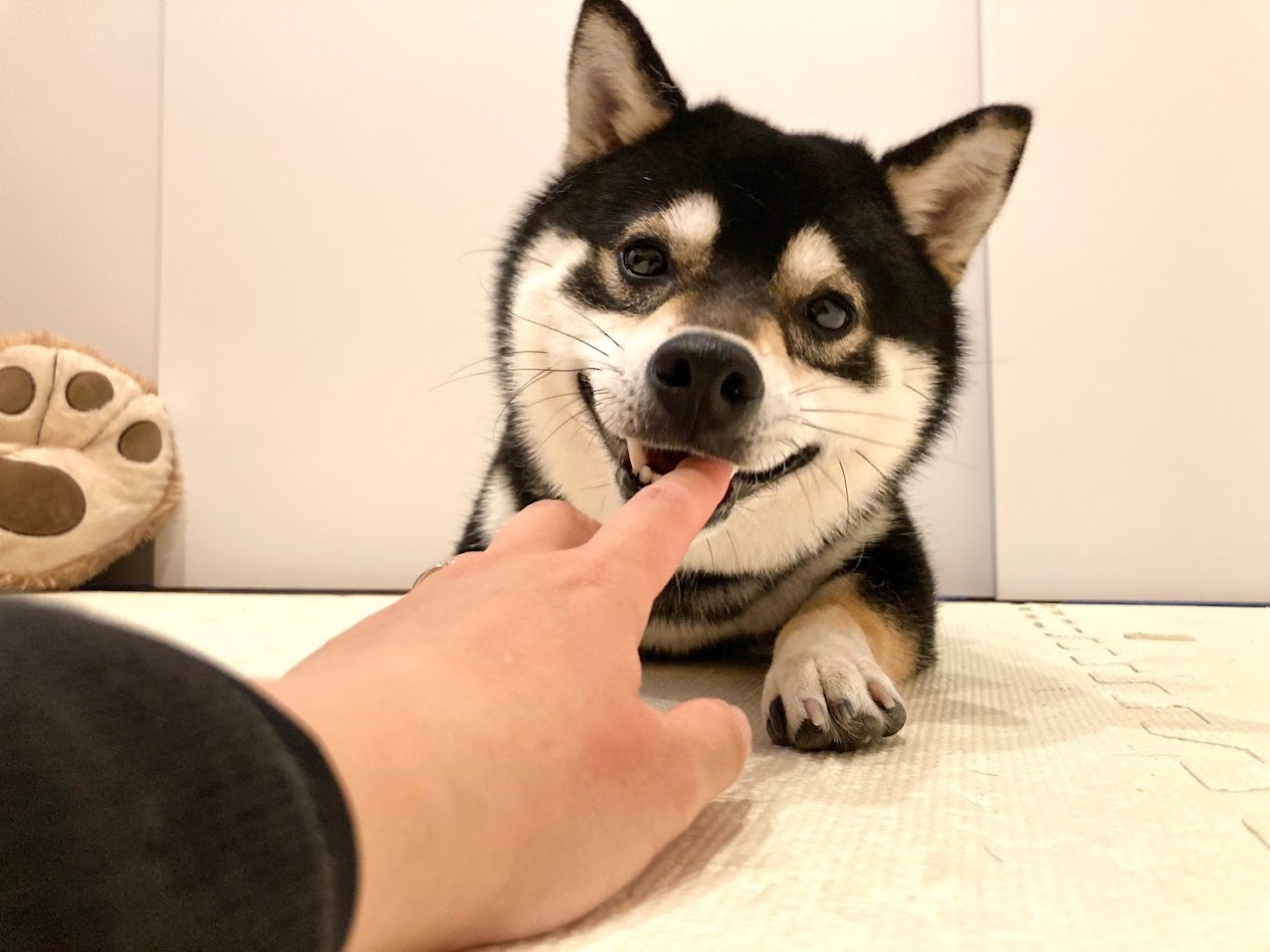 柴犬がふせて飼い主の手を甘噛みしている