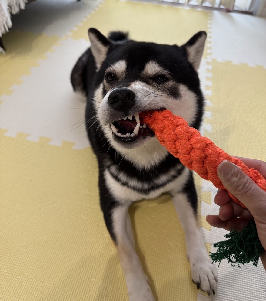 柴犬がおもちゃのニンジンを噛んでいる