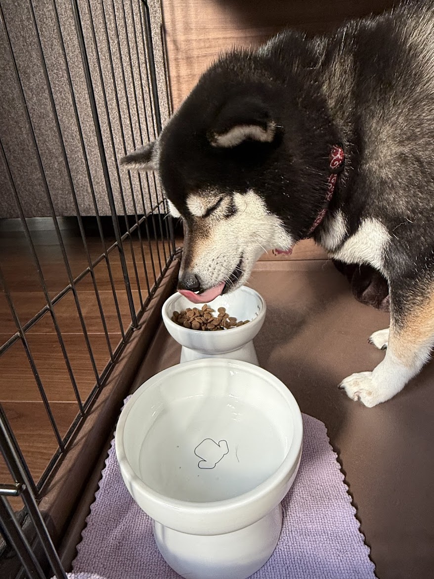 柴犬がフードボウルに入ったドッグフードを食べている