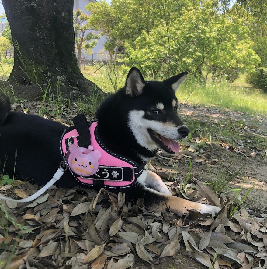 柴犬の子犬が公園でふせをしている