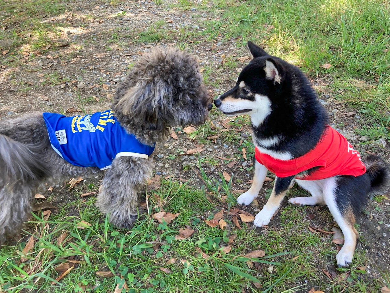 犬同士が鼻を合わせている