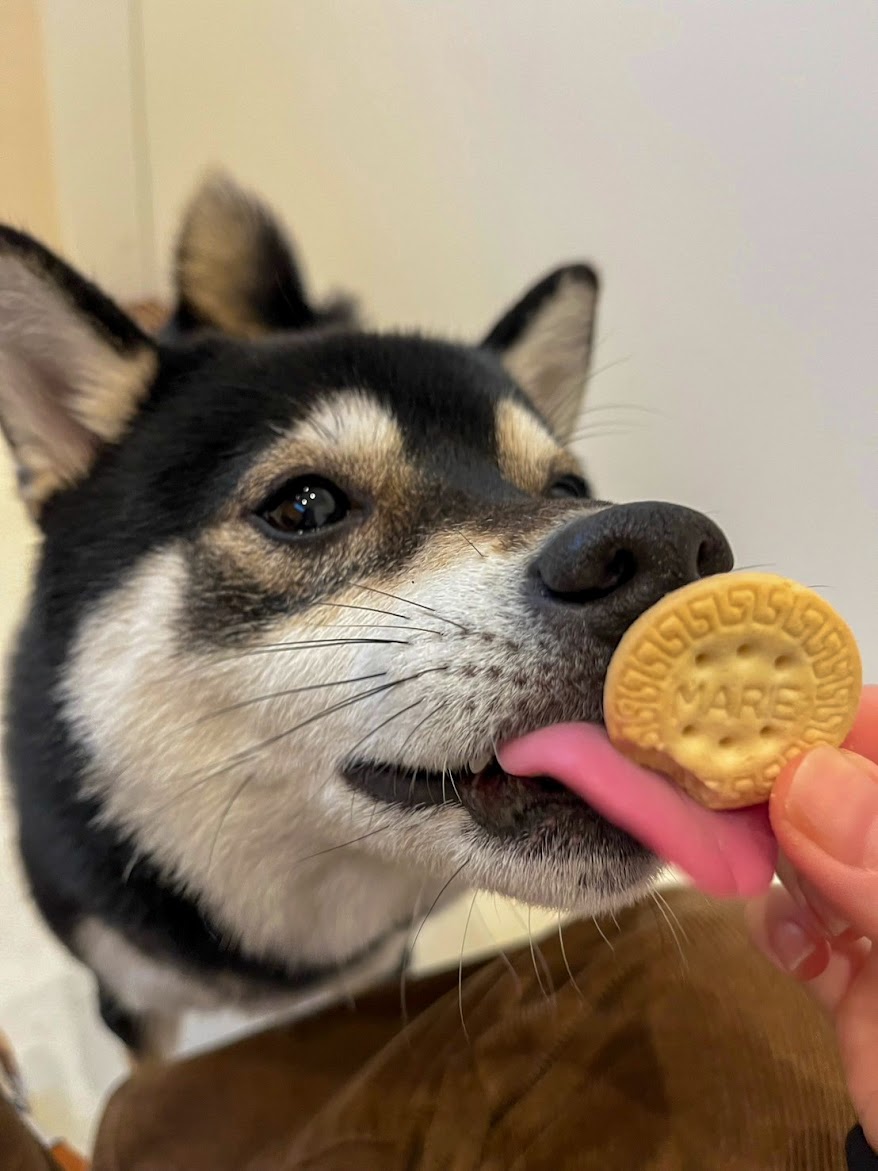 柴犬がクッキーを舐めている