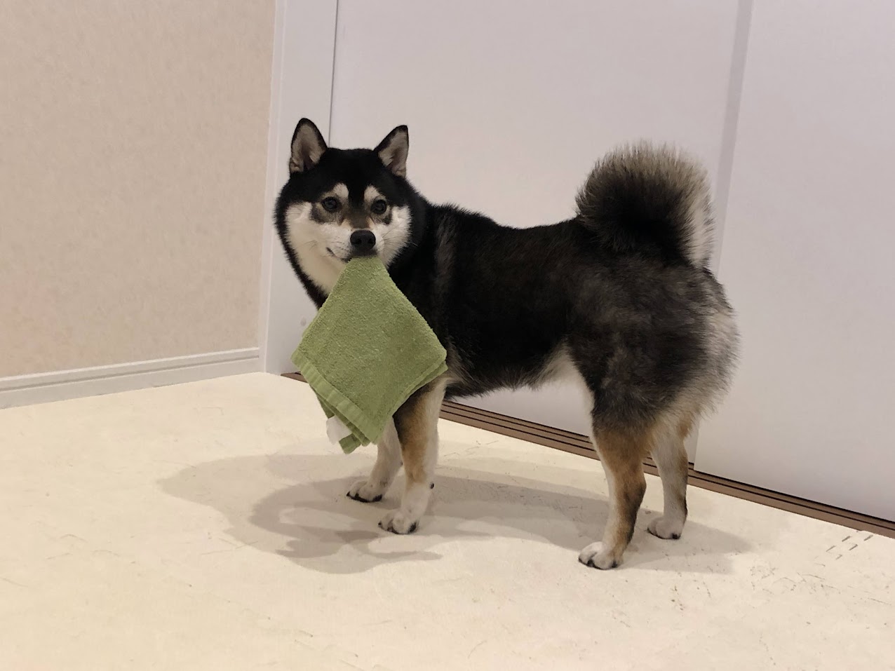 柴犬がタオルを噛んでいる