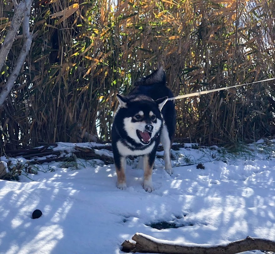 柴犬が雪の上で遊んでいる