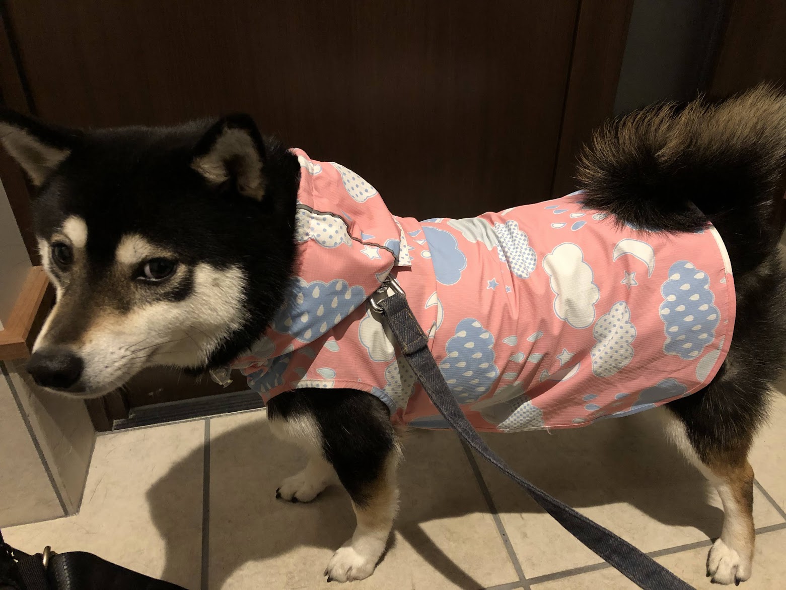 雨具を着た柴犬