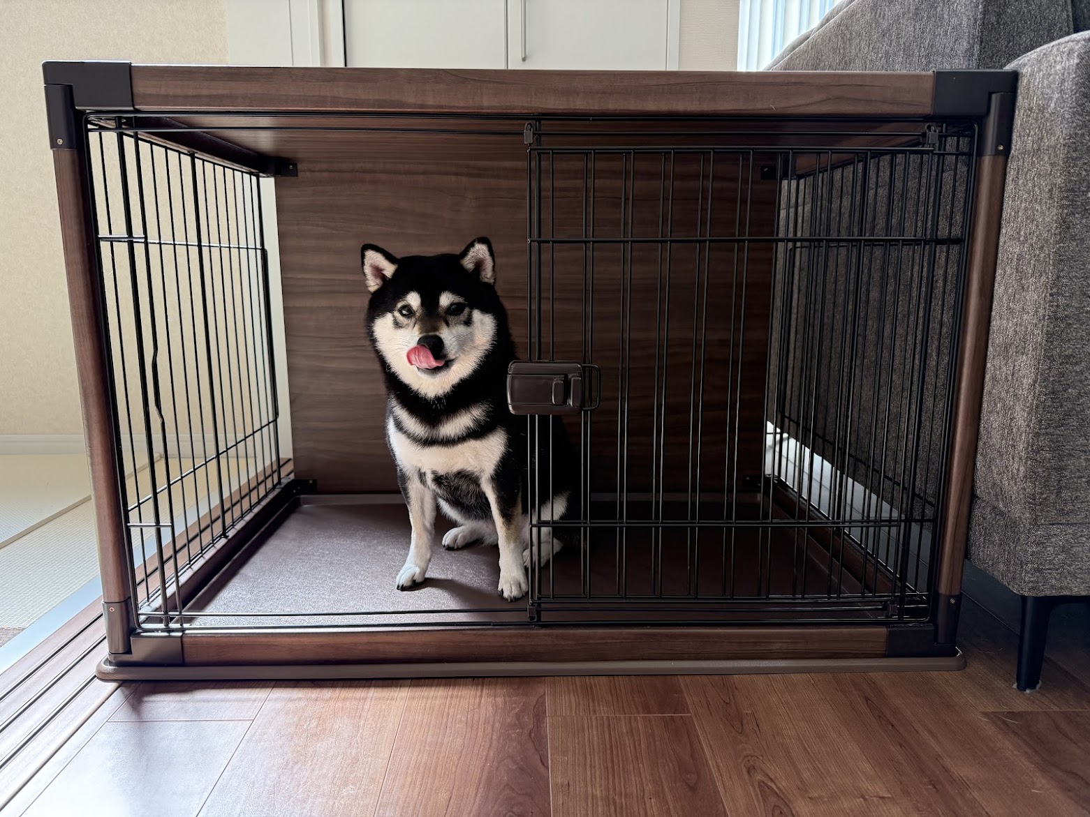 柴犬がケージの中でおすわりしている