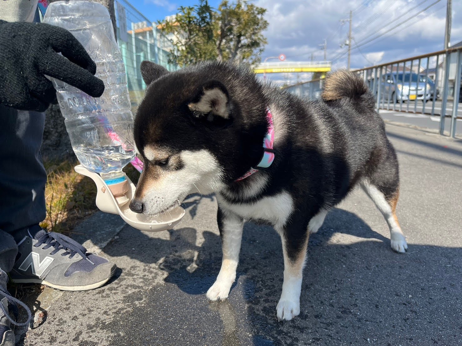 柴犬が給水ボトルで水を飲んでいる