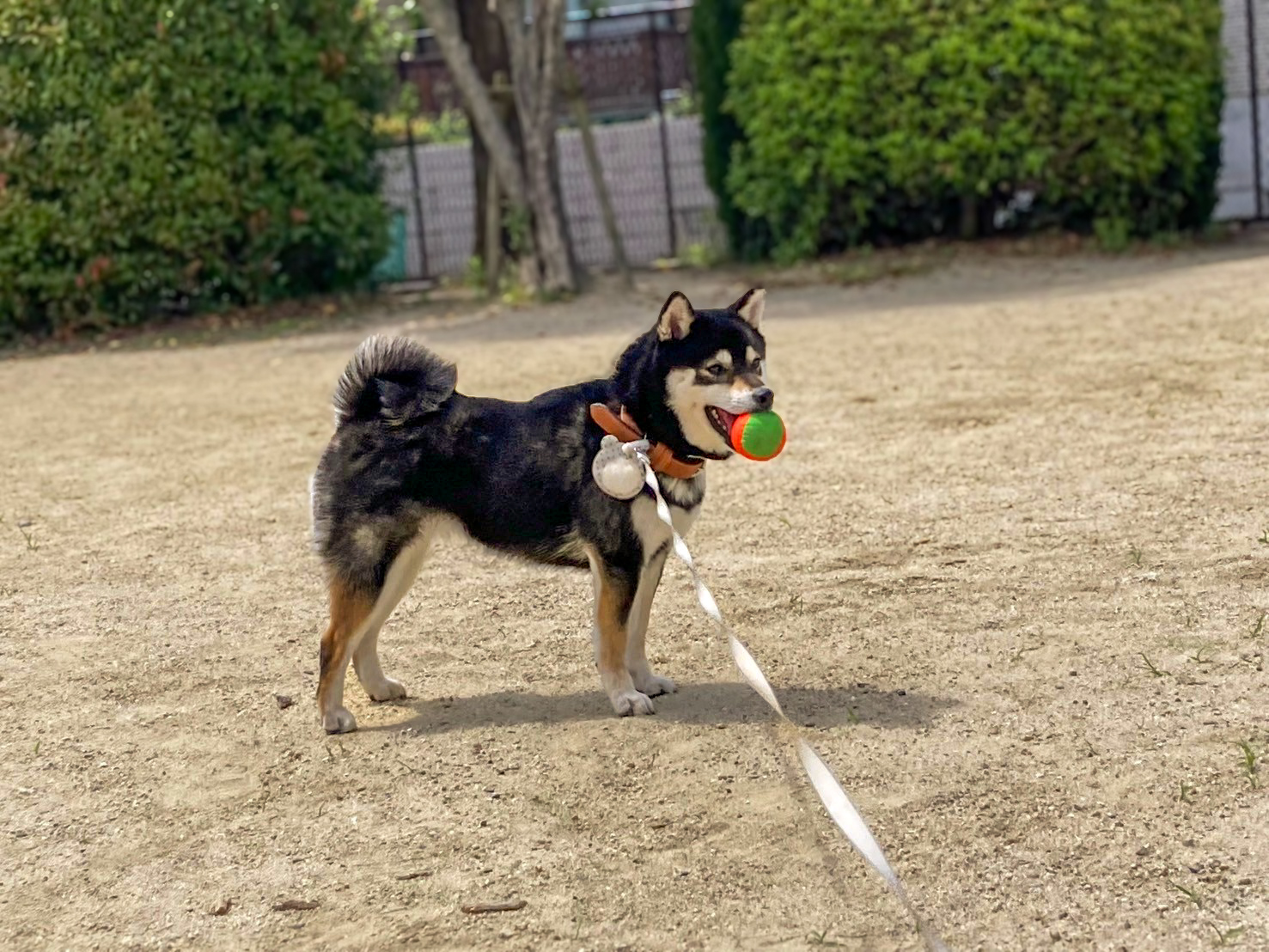 柴犬が公園でボールをくわえている