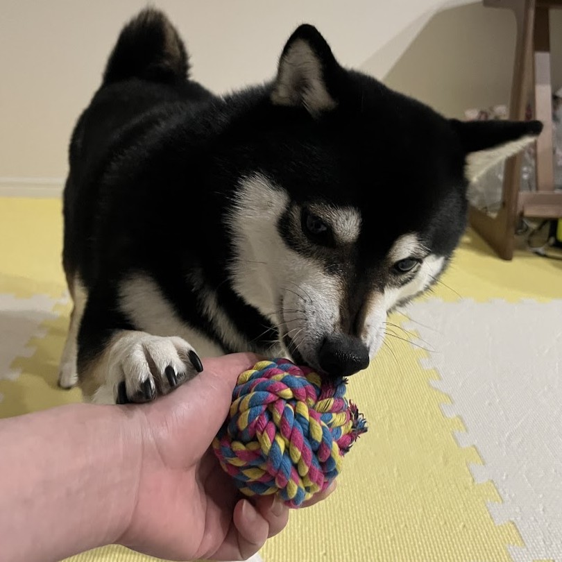 柴犬と飼い主がボールの引っ張り合いっこをしている