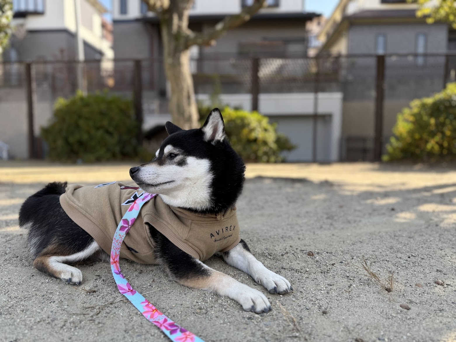 柴犬が公園でふせて休憩している